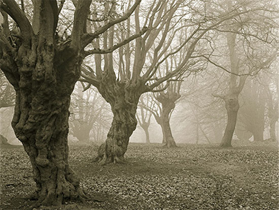 جنگل جیغ واقع در انگلستان